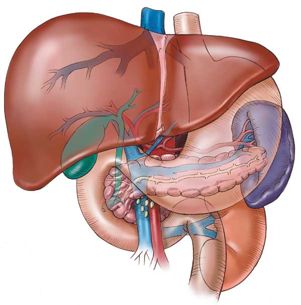 nutrizione insufficienza epatica
